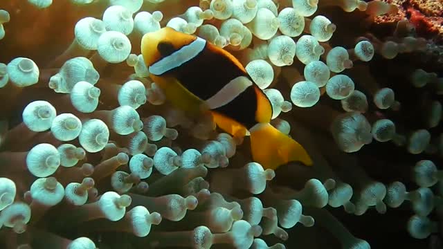 Scuba diver caught nemo fish hiding in the coral