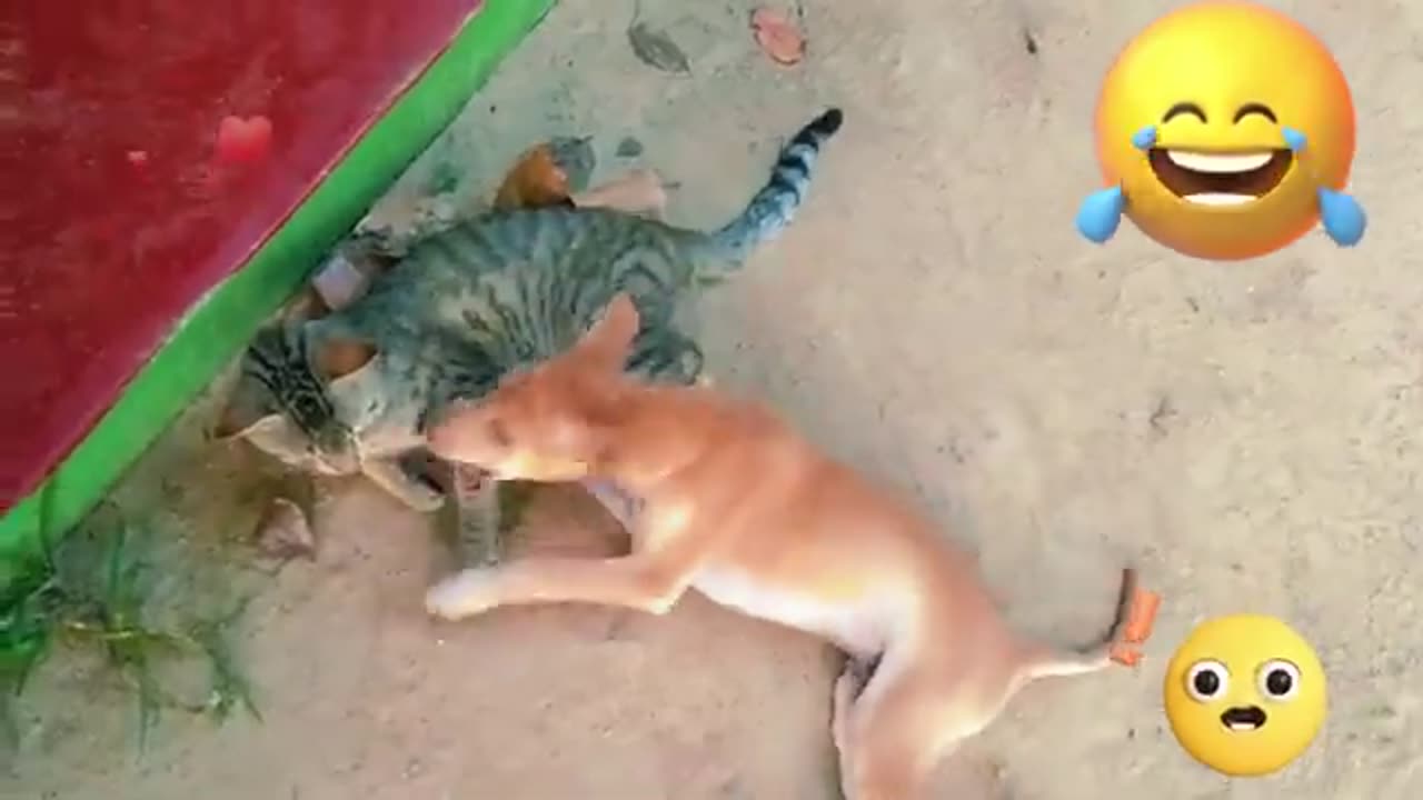 Funniest Cats and Dogs Videos 2024 😹🐶 Best Funny Animal Video