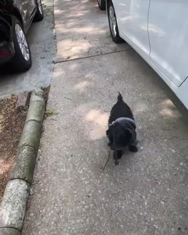 Butterfly landed on my Dog