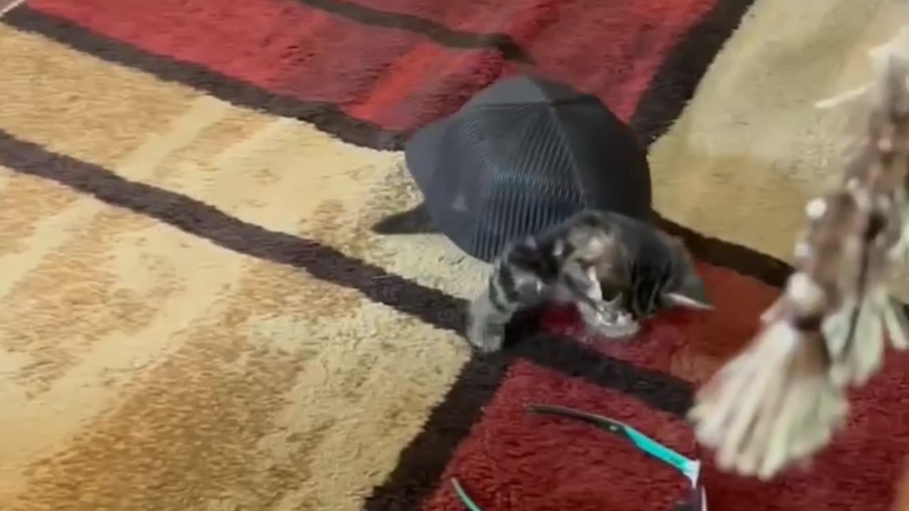 Cat or Turtle? #cute #animals NOT MINE (_funny_._cats_)