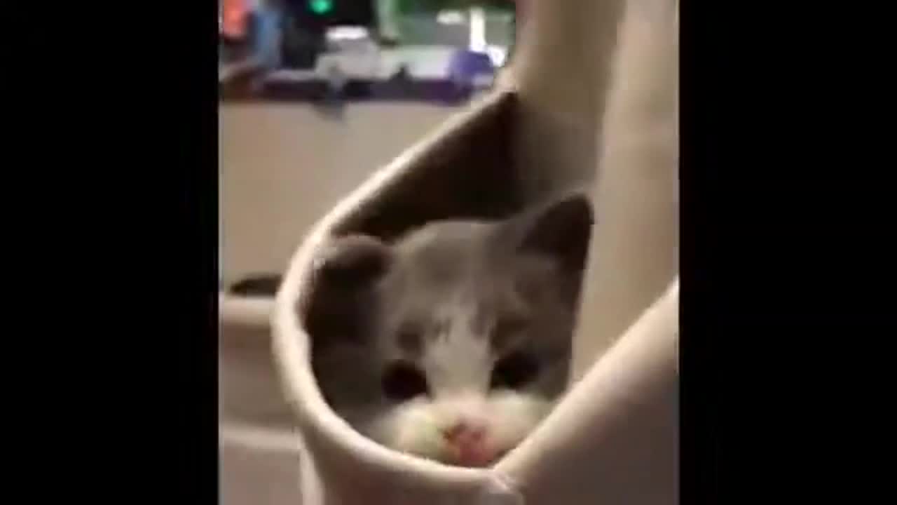 😂Very Cute Cats!!!🤣😎