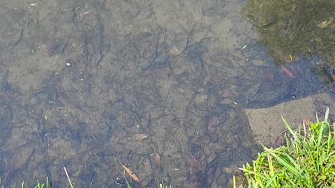 Releasing fish