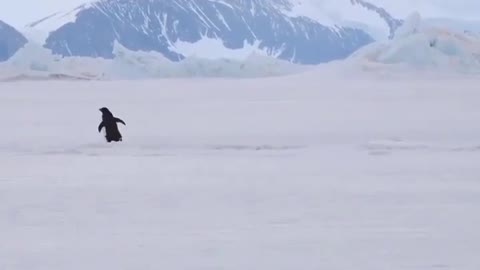 russian bear skills