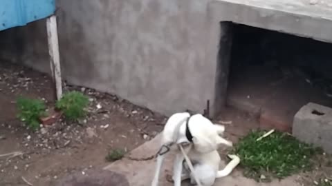 Lively little yellow dog