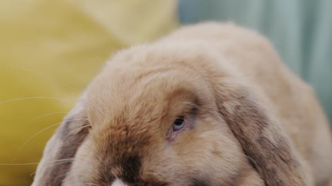 A Rabbit on a Couch