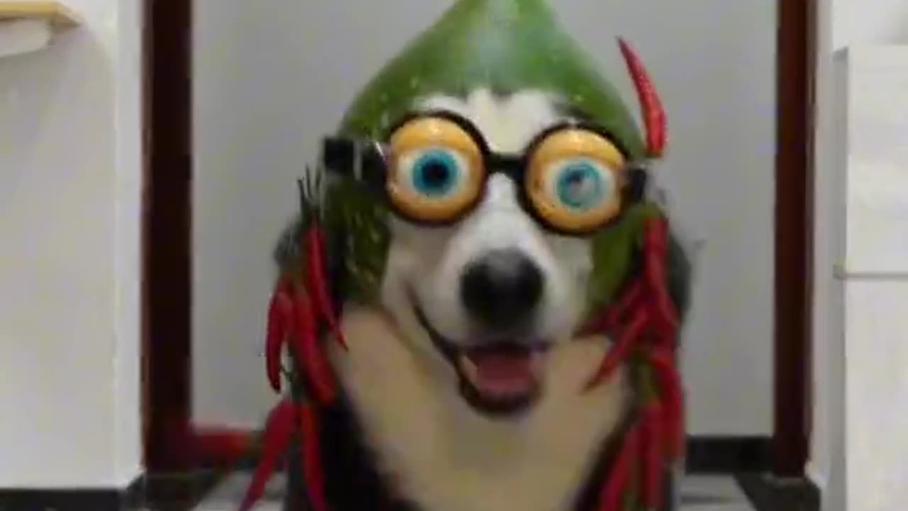 Fashion Showpet Funnyvideos Dog