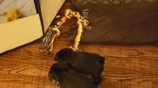 Pug Tug O War