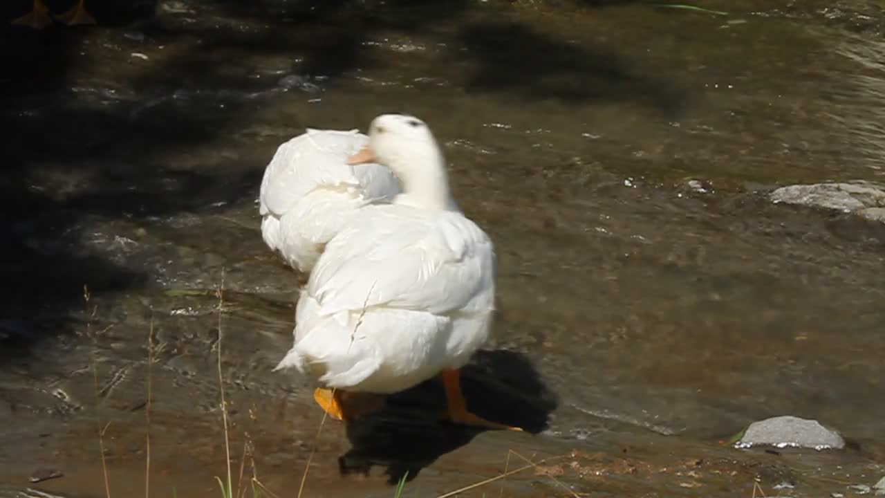 White ducks by river