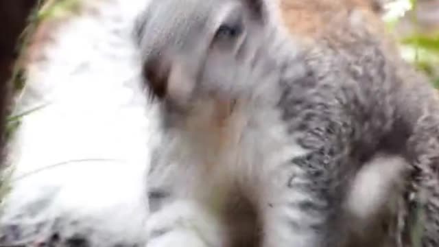 Squirrel Danceing