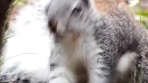 Squirrel Danceing