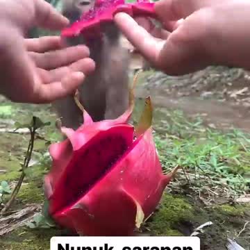 Special Treat For a cute monkeys Baby