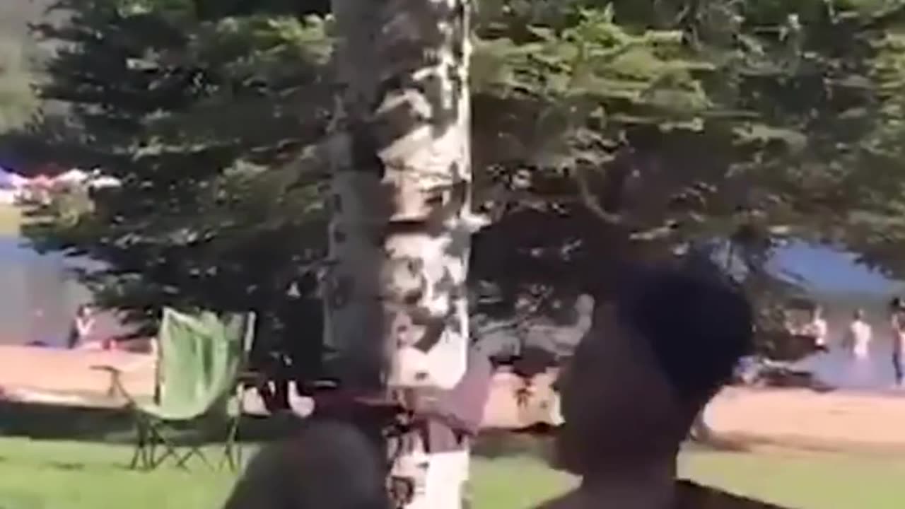 Monkey Steals Quesadilla