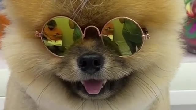 #puppycute #cutepuppy #cutedog #fyp