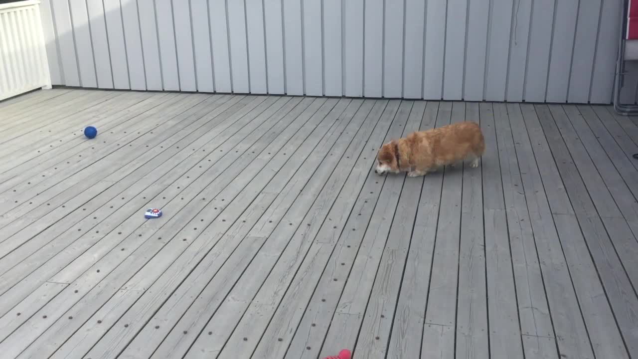 Rupert the Corgi eats breakfast Pac-Man style!