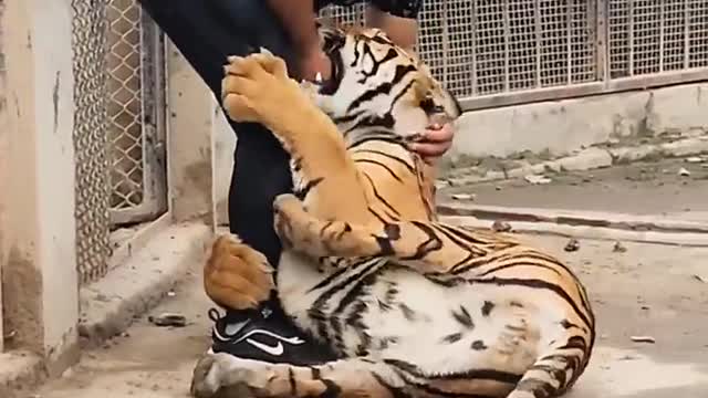 Bengala tiger 🐅🐯🐯🐯 attack