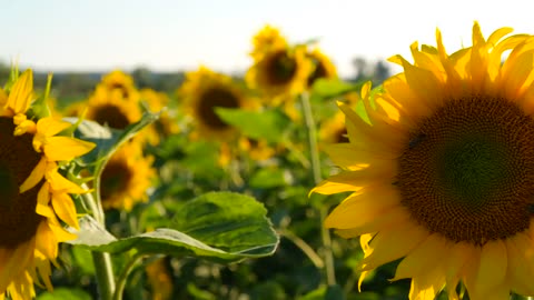 Yellow flower