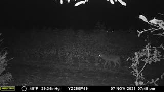 Antlered Buck and a Coyote stealing a pumpkin
