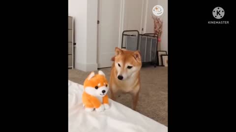 Dog funny video
