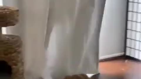 Funny Animals Cats and Dogs Amazingly crazy