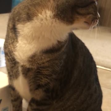 Cat Guards Toilet Paper Aisle