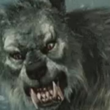 I AM NOT A HAPPY BEAR WITH THE DEMS