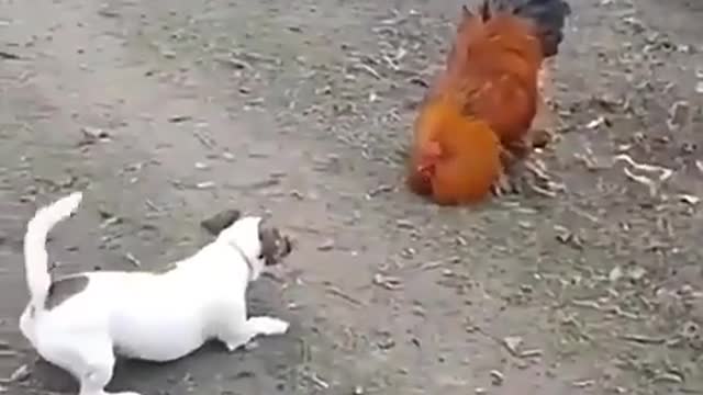 Cute Papy vs chicken 🐓 Excellent