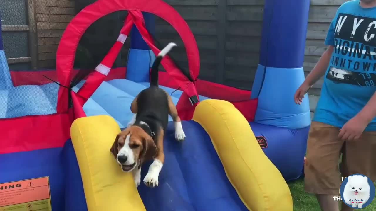 Try Not to Laugh 😂 DOg Entertainment Video