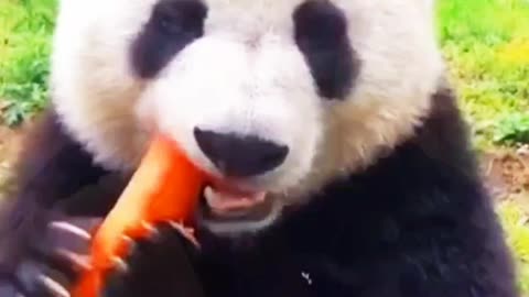 Simplang Trip: Bear eating carrot...