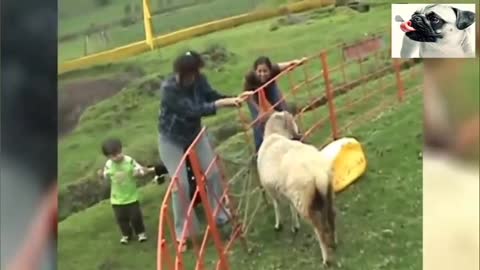 Sheep attacks woman compilation