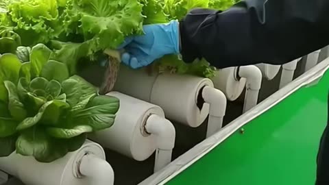 Soil less Farming| Tech on Agriculture