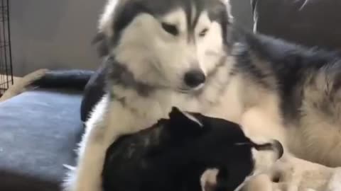 Playful moments when dogs tease each other