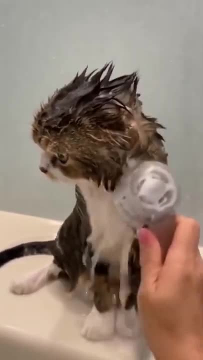 Cute Funny Babies Compilation Videos 😽| Funny Baby Cat Videos 😈| Funny Baby Animal Video