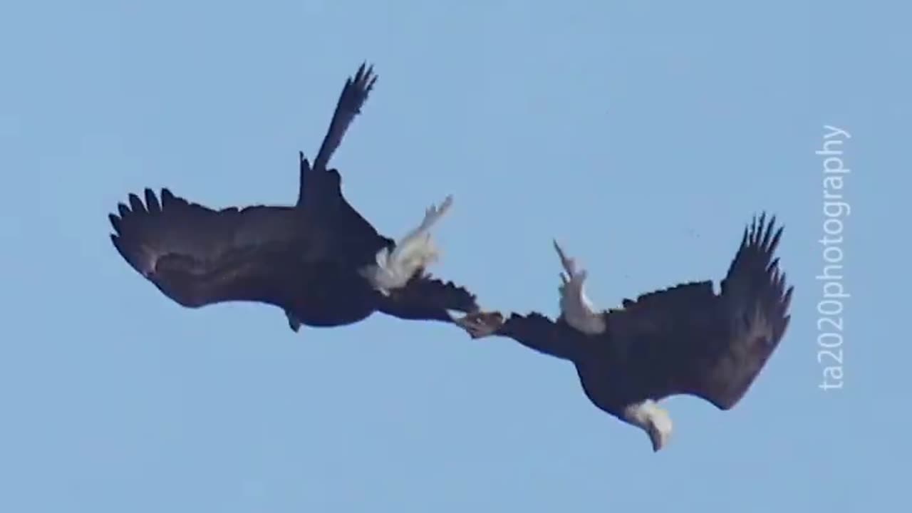 Ultra MAGA Bald Eagles