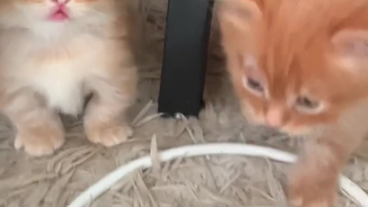 Funny cat videos 😍