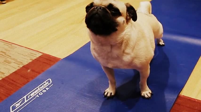 funny dog doing yoga training with owner cute dog video for yoga instrcutor