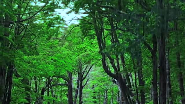 Scenery in the rain