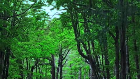 Scenery in the rain