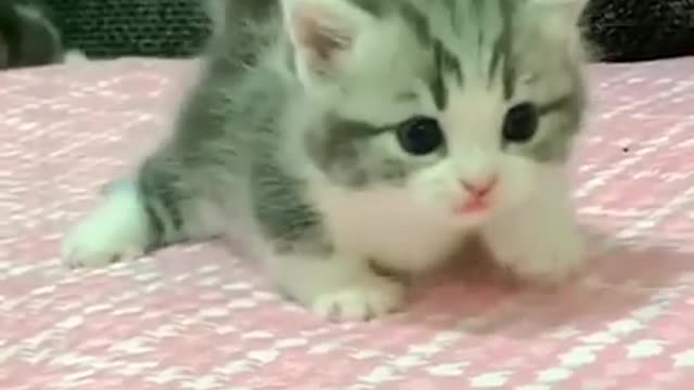 bayi kucing comel banget