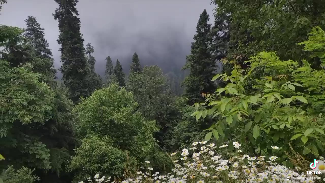 beautiful flowers of nathia gali