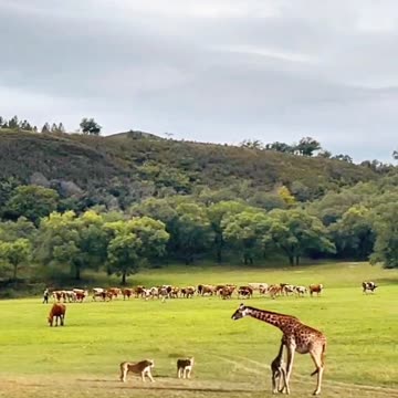 Amazing animal videos