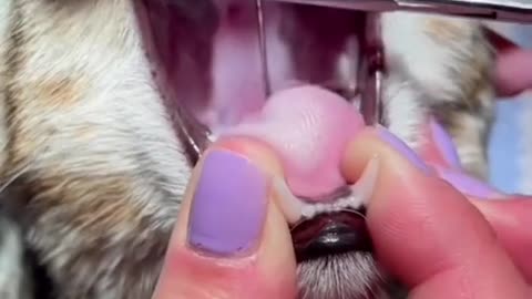 Cat Swallowed A Sewnig Needle