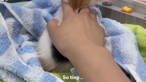 New mouse