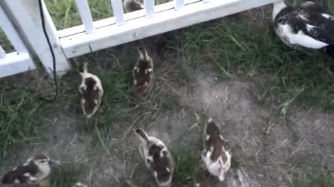 Baby Ducks following me with babies