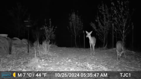 Deer Sees A Mouse