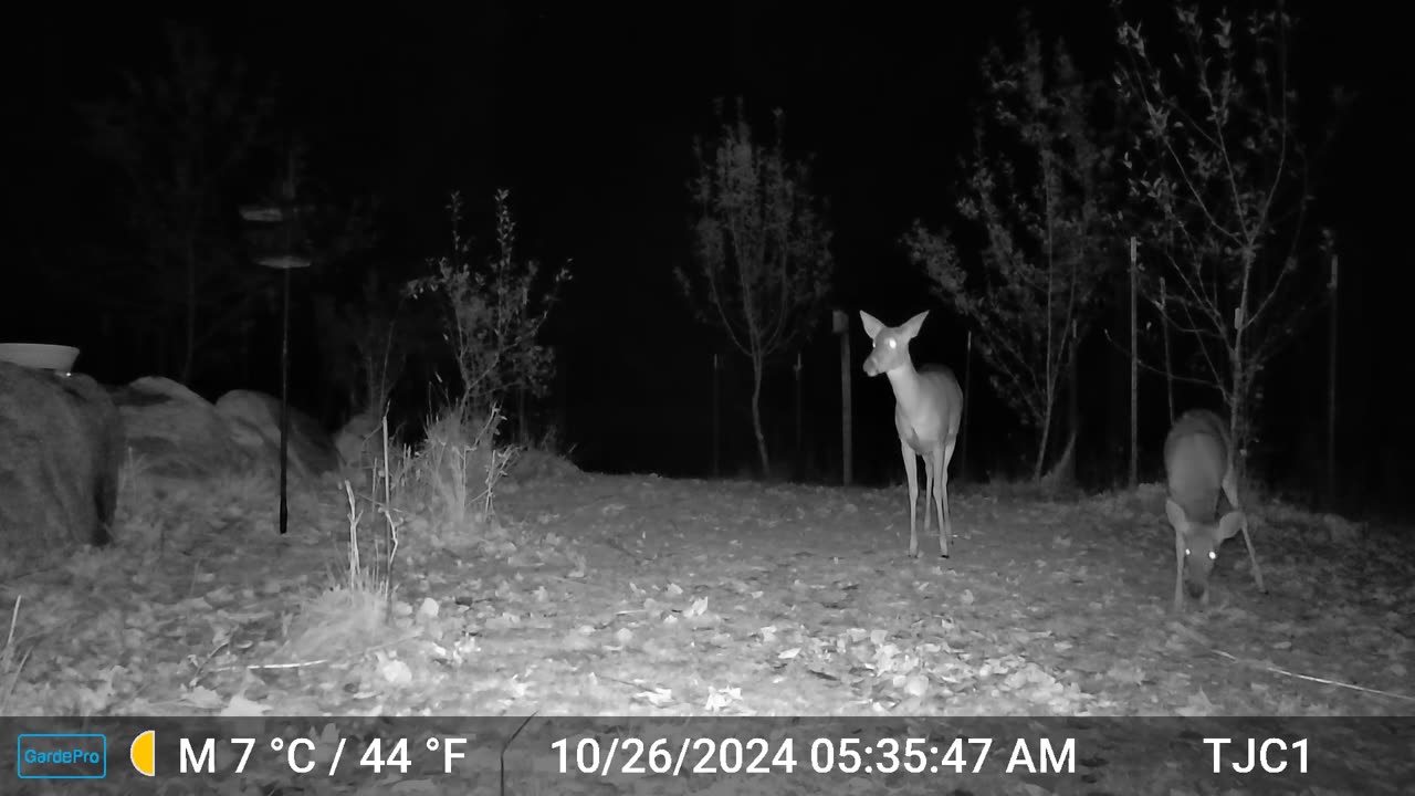 Deer Sees A Mouse