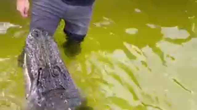 This Study Will Perfect Your HOW TO PROFESSIONAL ALLIGATOR TRAINER: Read Or Miss Out