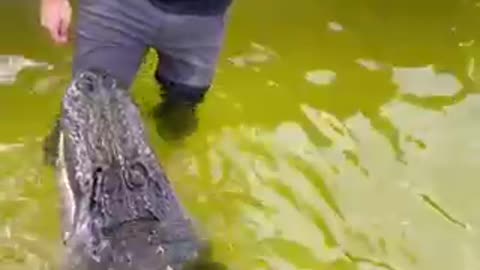 This Study Will Perfect Your HOW TO PROFESSIONAL ALLIGATOR TRAINER: Read Or Miss Out