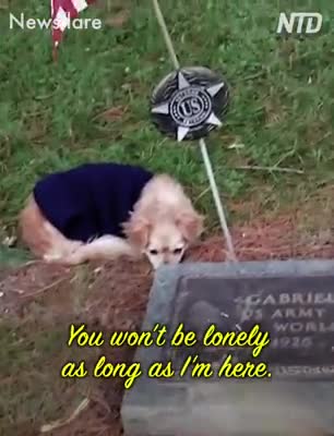 Faithful Dog Refuses To Leave Owner's Grave