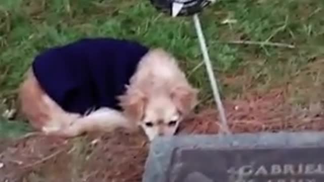 Faithful Dog Refuses To Leave Owner's Grave