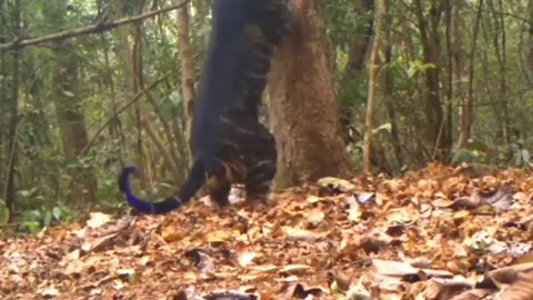 Wildlife is in closer view with a natural perspective.